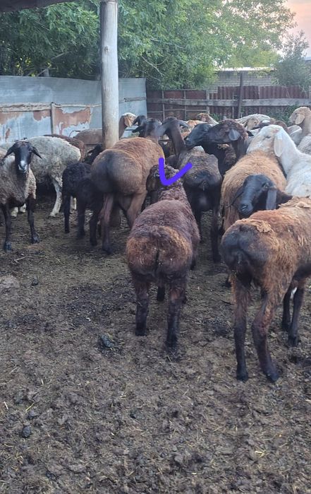 Продам кошкарчика !!!