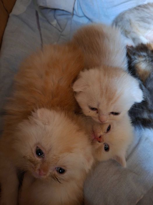 Котята очень красивые