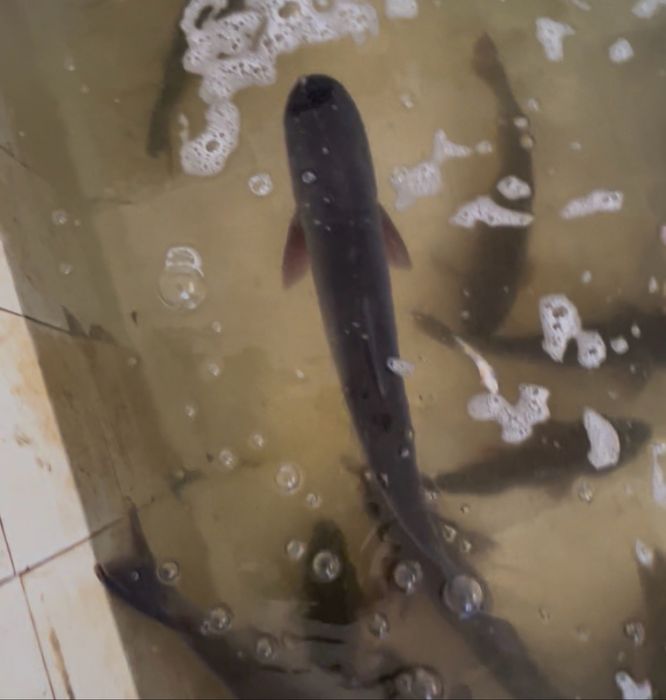 Crap , fitofag /singer