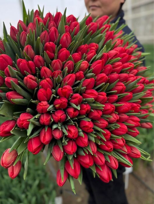 Свежие тюльпаны