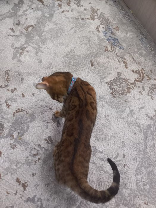 Bengal qiz bolaa