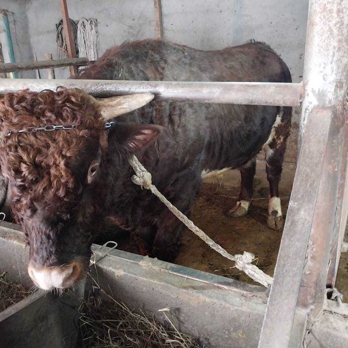 продам быка большого