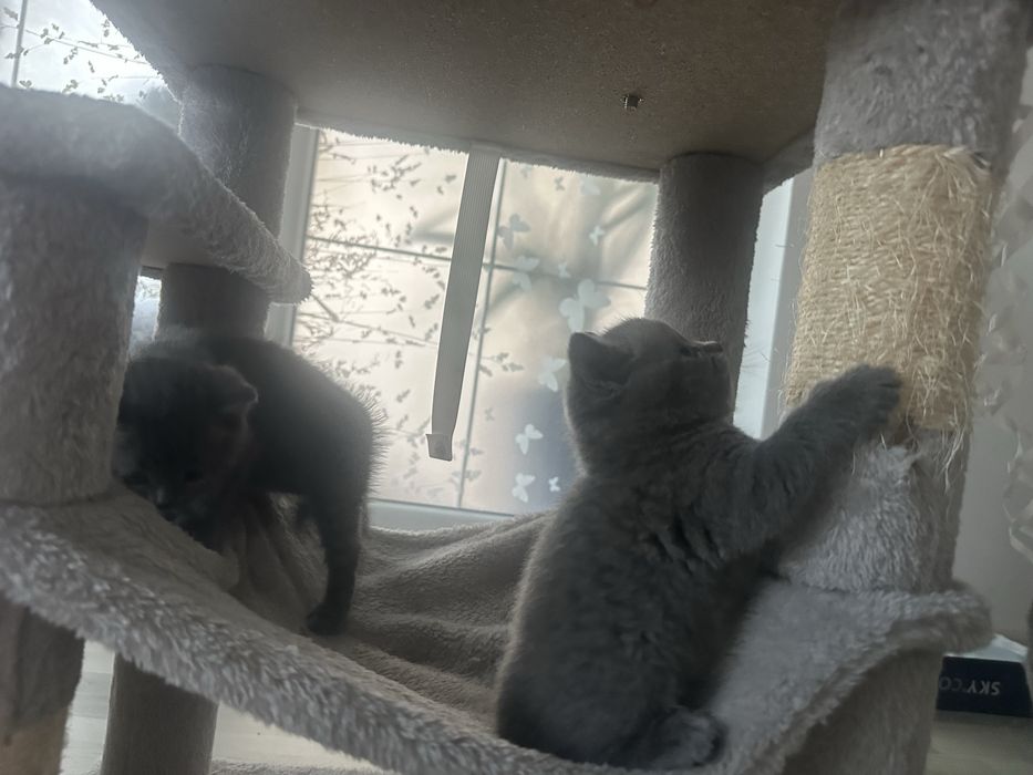 British Shorthair de vânzare – 5 ghemotoace de fericire caută personal!