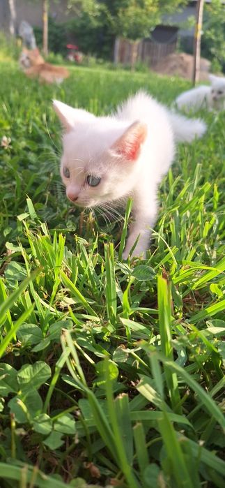 Котята белые котики с голубыми глазами