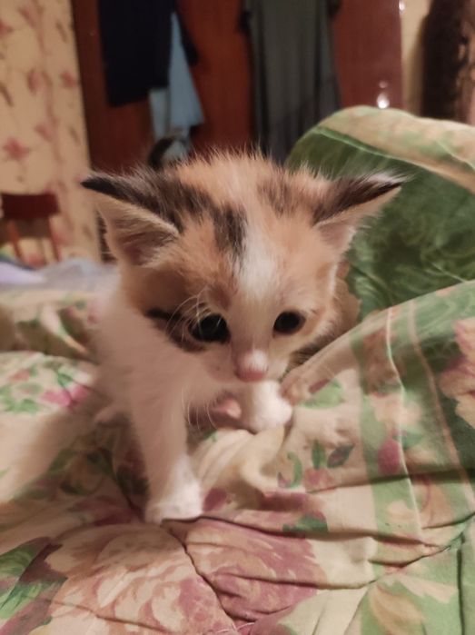 Отдаем бесплатно котят!