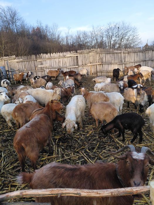 Vând capre de rasă bună