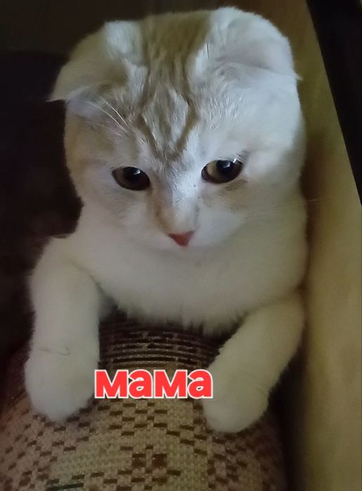 Шотландский скоттиш страйт мальчик