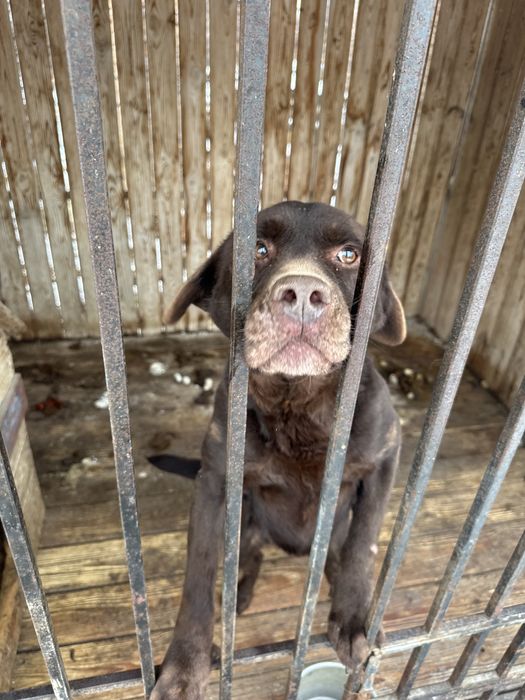 Лабродор с документами