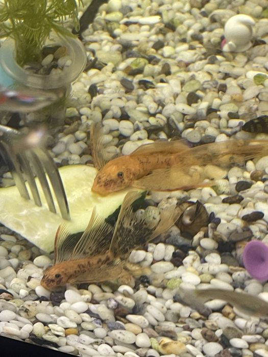 Сомки три колор lda-016