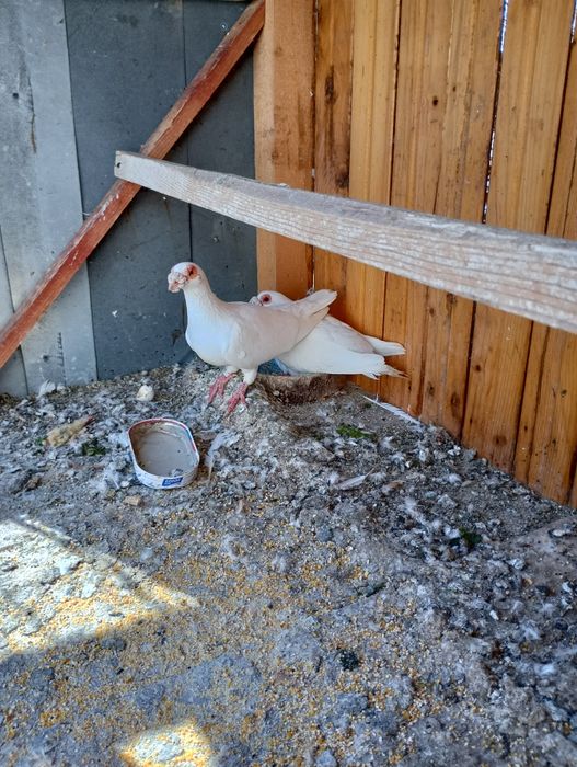 Porumbei dragon englez și stil vechi