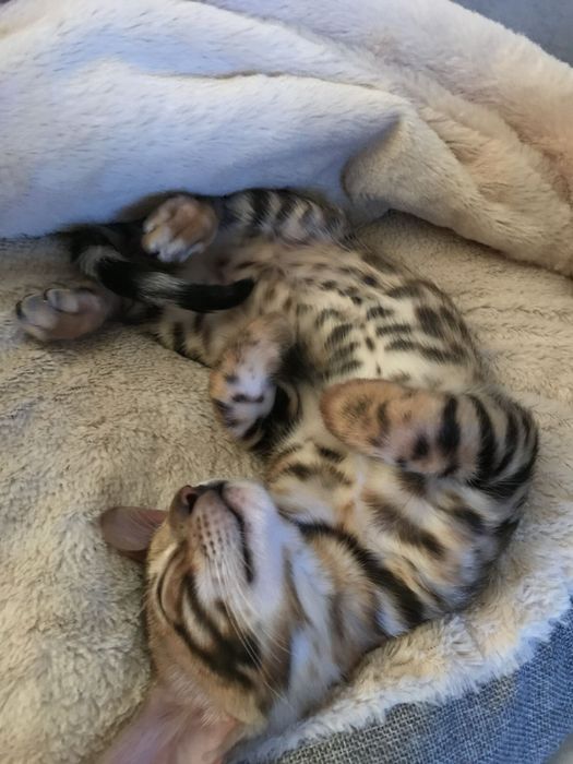 Бенгальский котенок