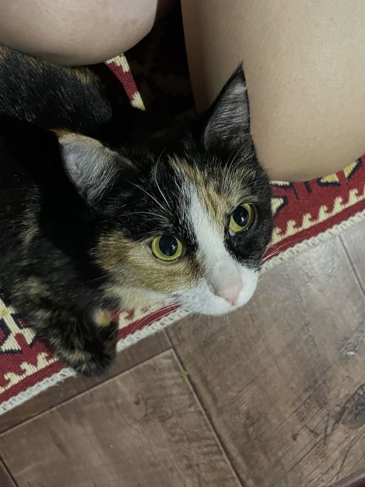 кошка в хорошие руки