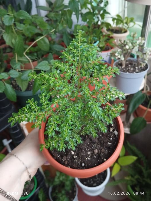 Продам растения комнатные