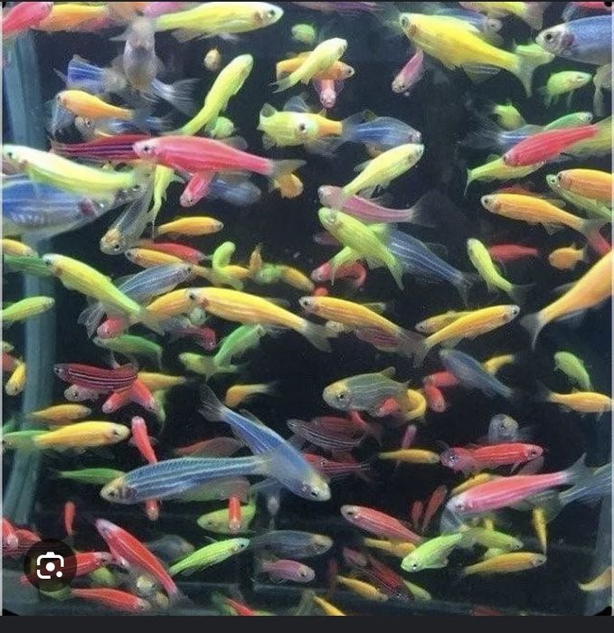 mirni rangli baliqlar danio …………………………………………………………………………………………………………..