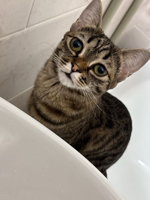 Продам кошку 1.5года