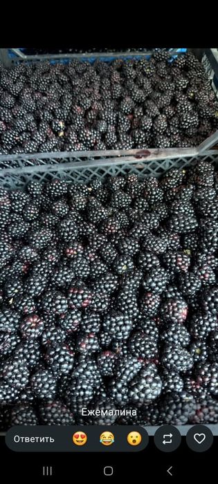 Продам свежую сладкую ягоду