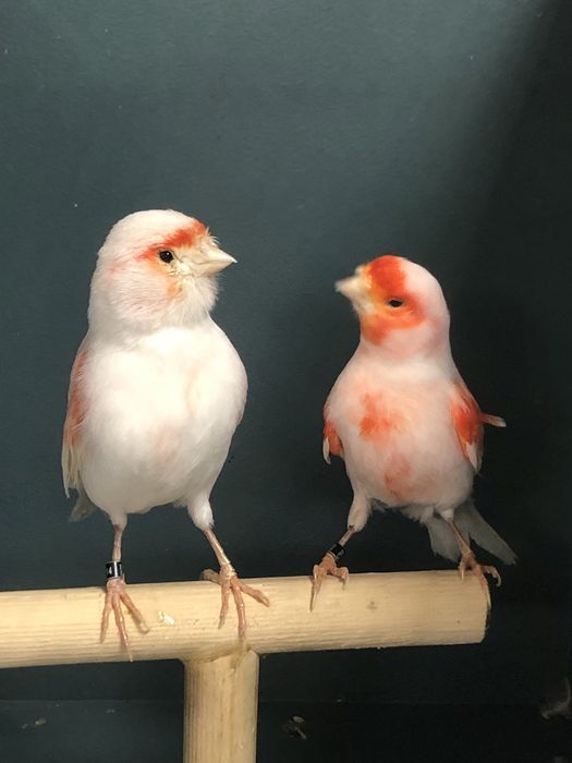 Канареки пара Турция