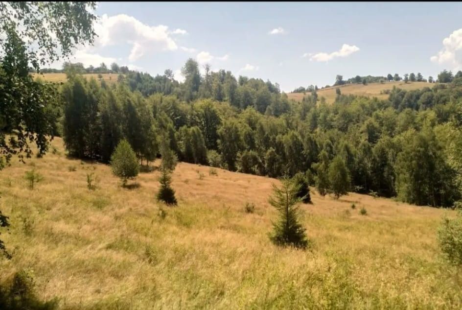 Teren zona Rusu, Părâng,Petroșani