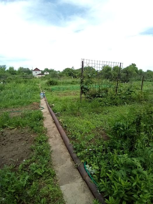 Две  дачи на кривом озере