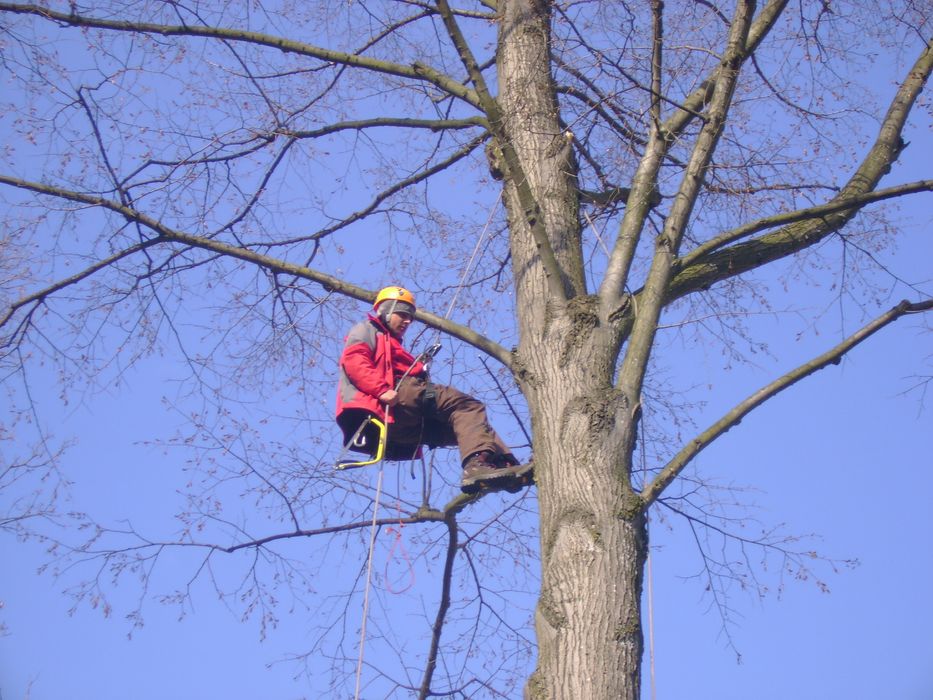 Toaletarea arborilor