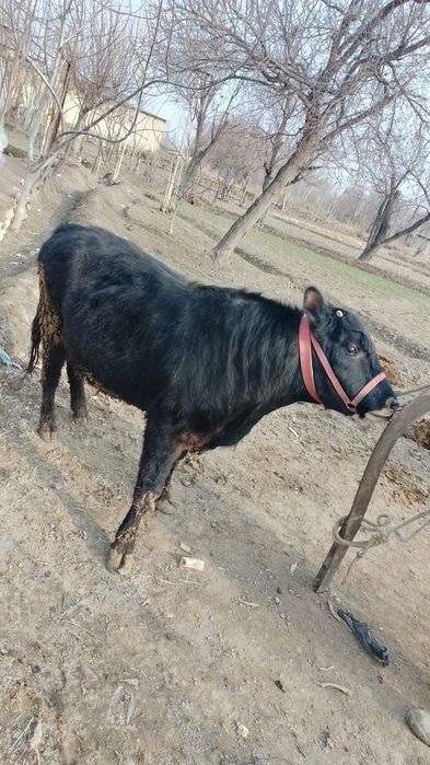 Ангус бука сотилади