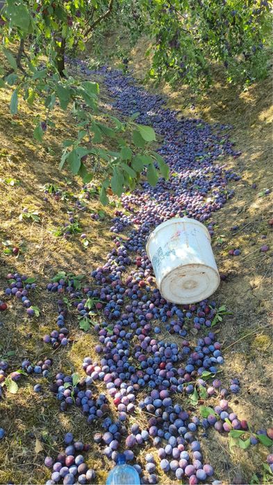 Prune de vanzare