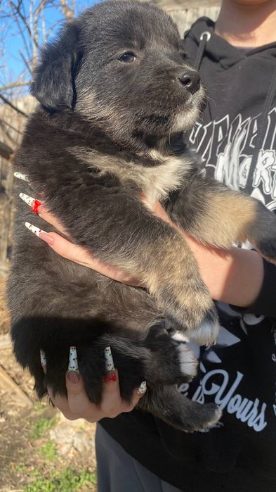 отдадим щенят в добрые руки