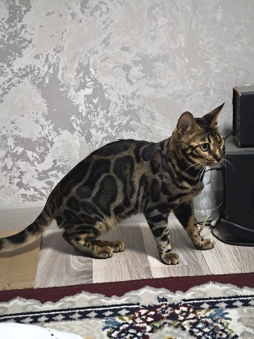 Продаю бенгальскую кошку в хорошие руки