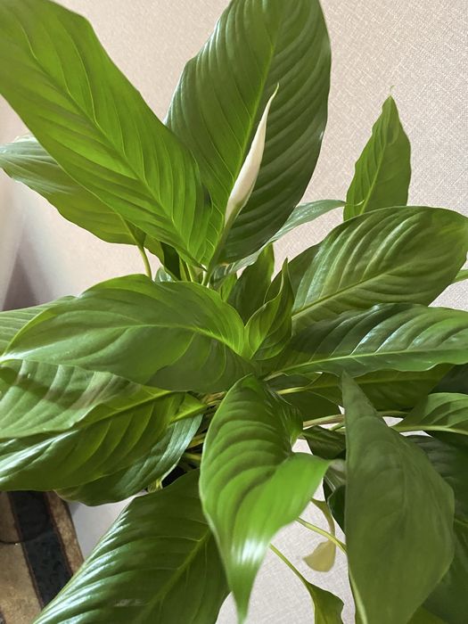 Спатифилум - женское счастье