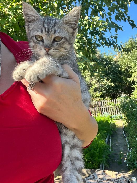 Котёнок мальчишка
