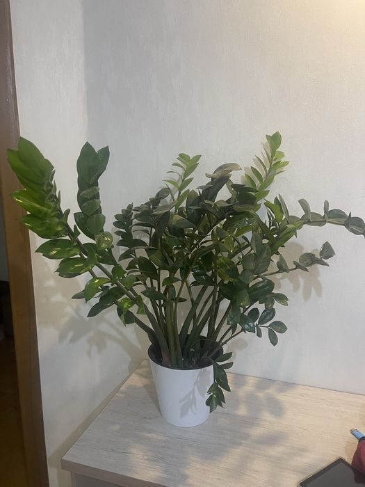Продается Замиокулькас