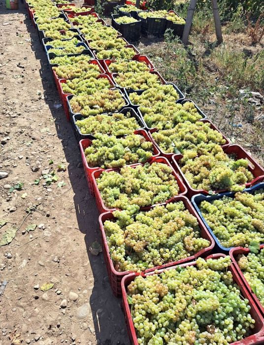 Struguri de vin garantam un vin delicios