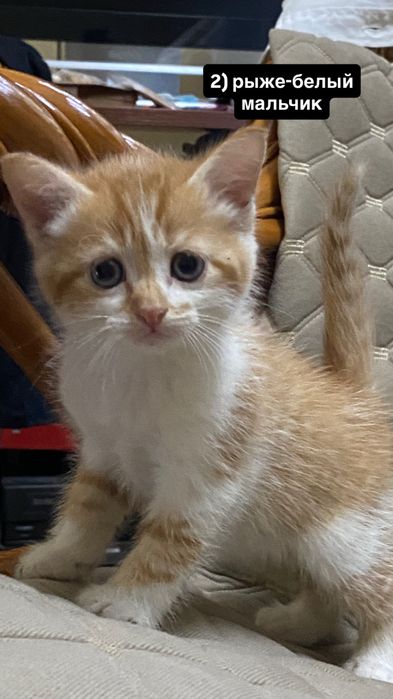 отдам милых котят
