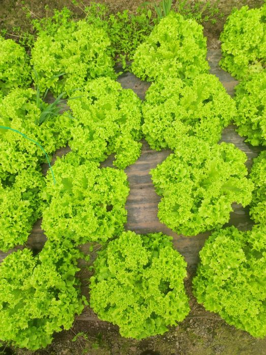 Salata creață de vânzare