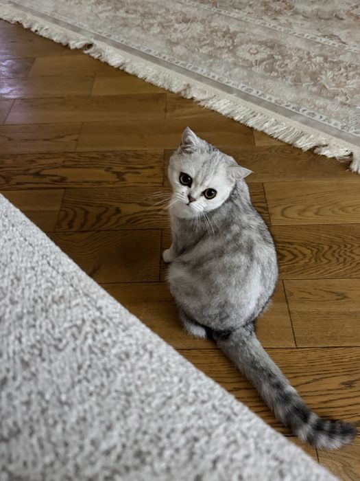 Продам британскую короткошерстную