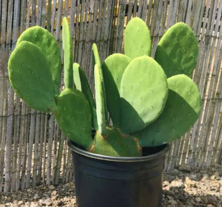 Фикус лирата бамбино