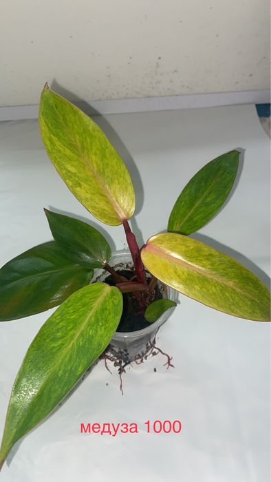 сингониумы