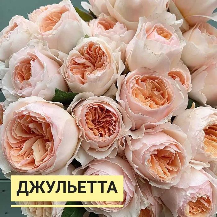 Саженцы Ташкентских Роз