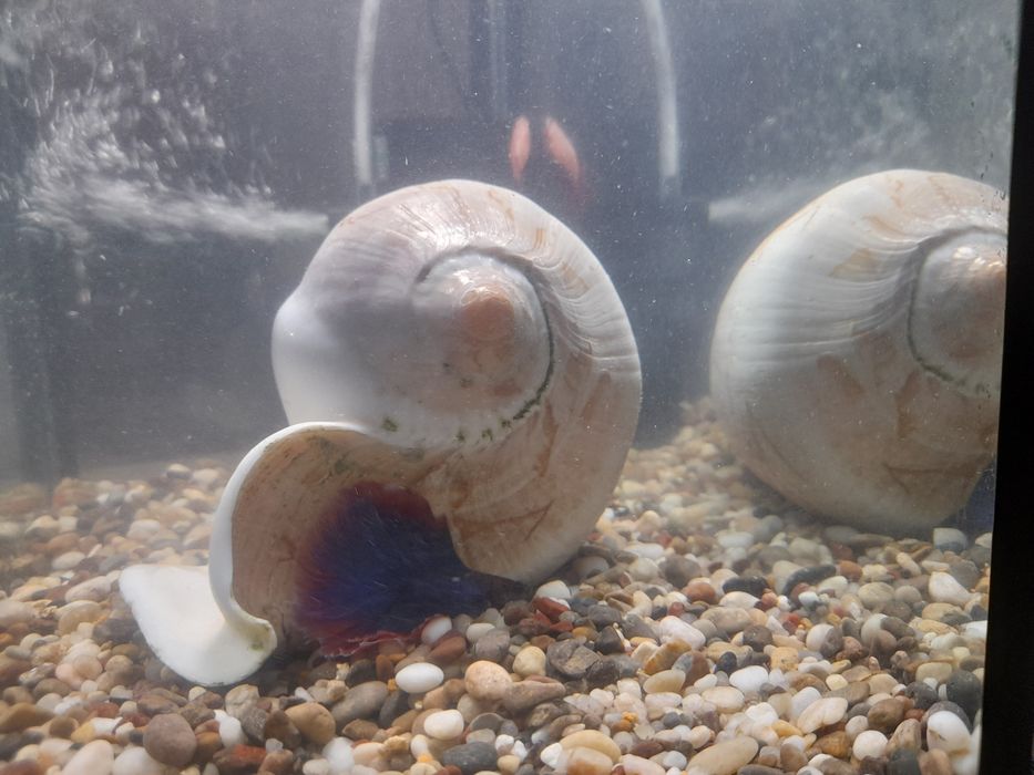 Akvarium Baliqlar