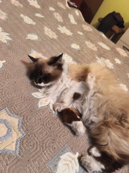 Отдам кошку в хорошие руки