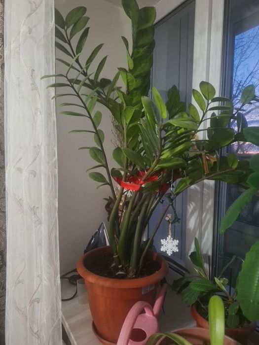 Замиакулькас - "долларовое дерево "