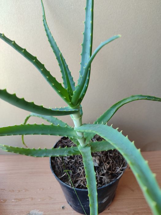 Алоэ -столетник,домашний доктор