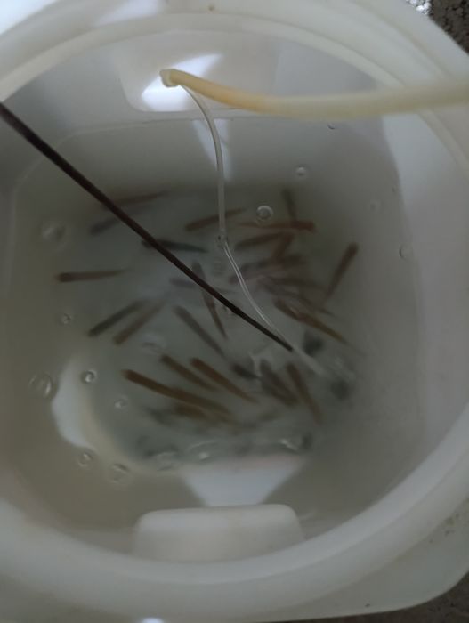 Малек сорга продам