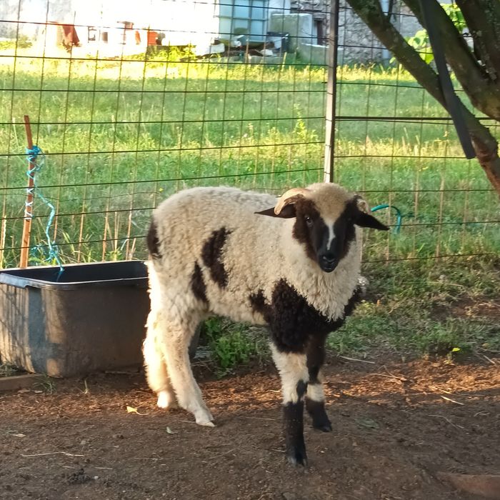 Vând 3 berbecuți
