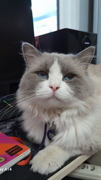 Продаётся Регдоллы!!!