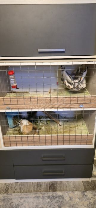 Морские свинки вместе со стелажем