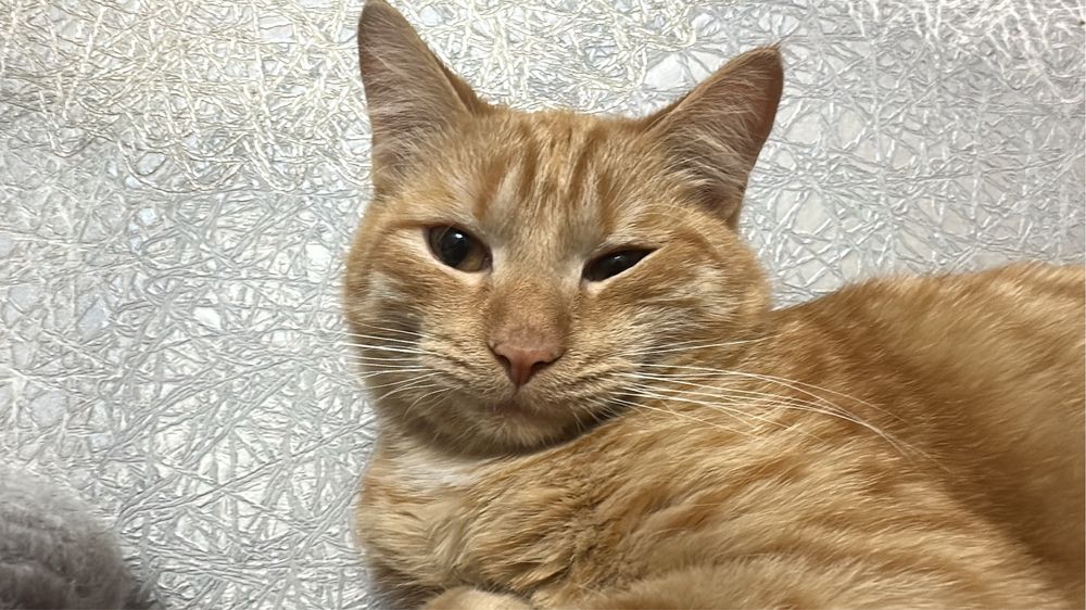 отдам кота в добрые руки