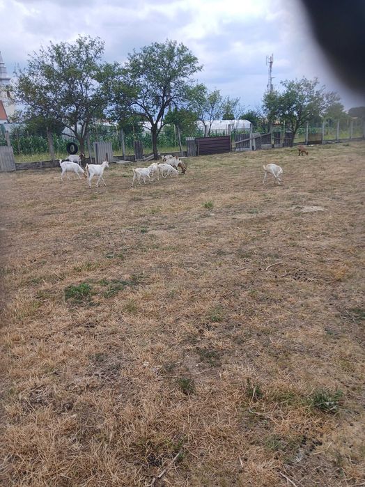 Vand capre  bune de lapte