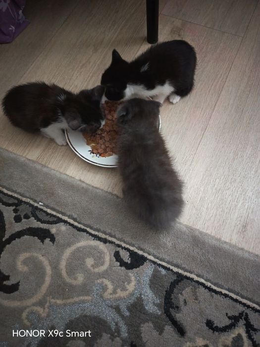 Отдам котят в добрые руки