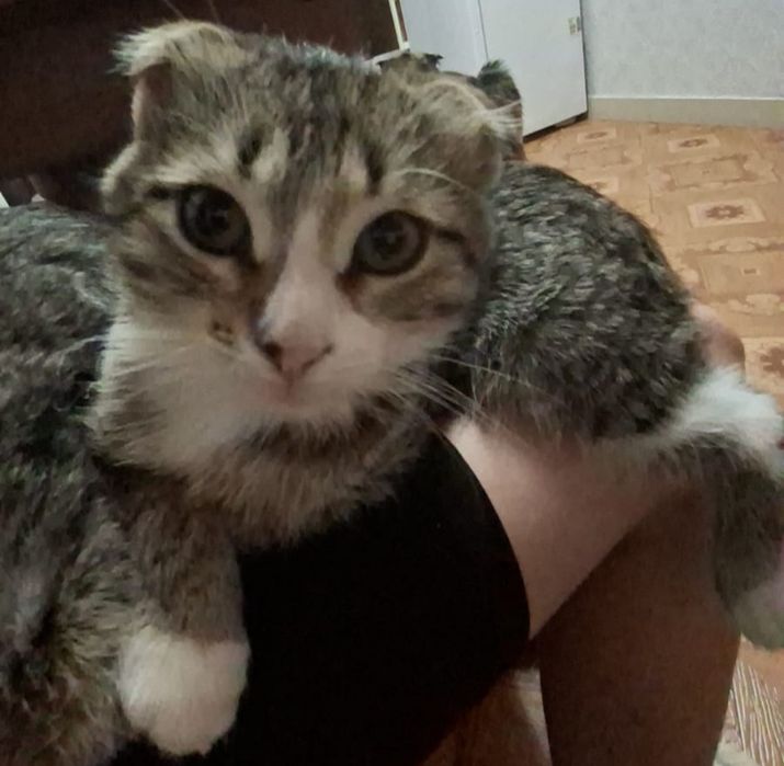 Отдаю котят в добрые руки